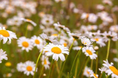 Güneş ışığında beyaz yabani çiçekler