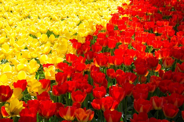 Hermosas Flores Tulipanes Jardín — Foto de Stock