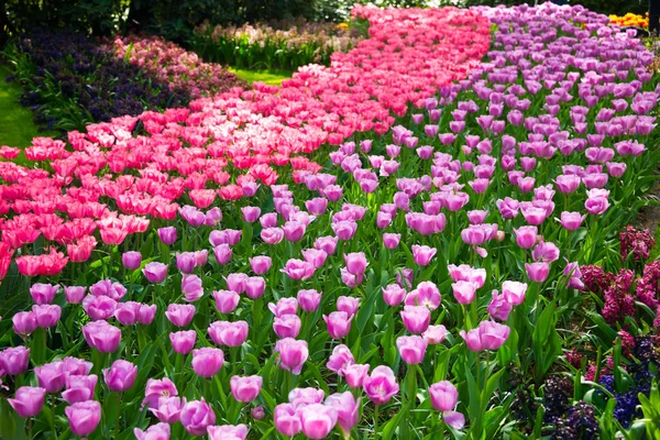 Schöne Tulpen Garten — Stockfoto