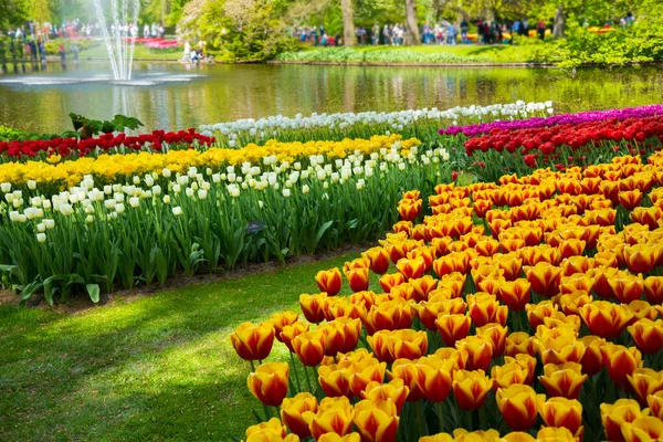 Schöne Tulpen Garten — Stockfoto