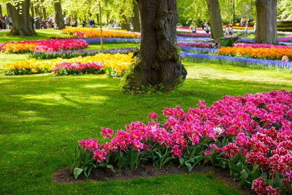 Bellissimi Fiori Nel Parco — Foto Stock