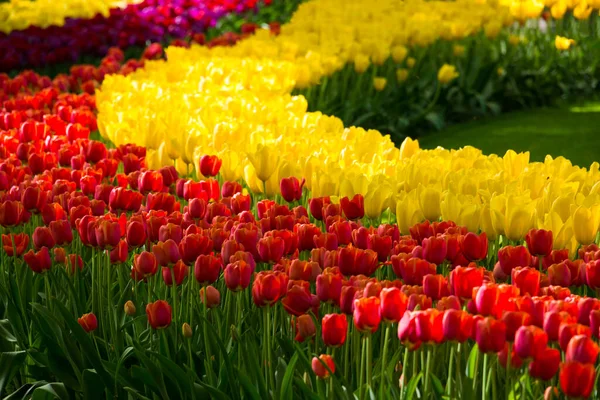 Beautiful Tulips Garden — Stock Photo, Image