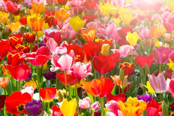 Piękne Tulipany Ogrodzie — Zdjęcie stockowe