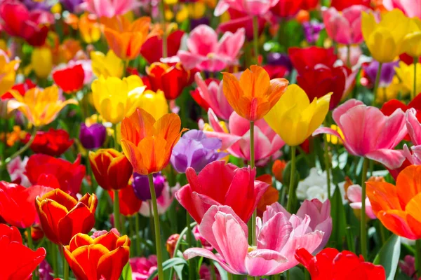 Piękne Tulipany Ogrodzie — Zdjęcie stockowe