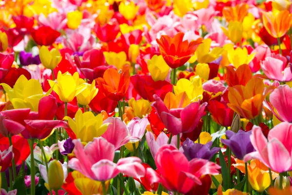 Beautiful Tulips Garden — Stock Photo, Image