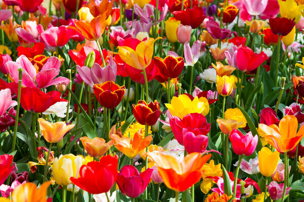 красивые тюльпаны в саду 