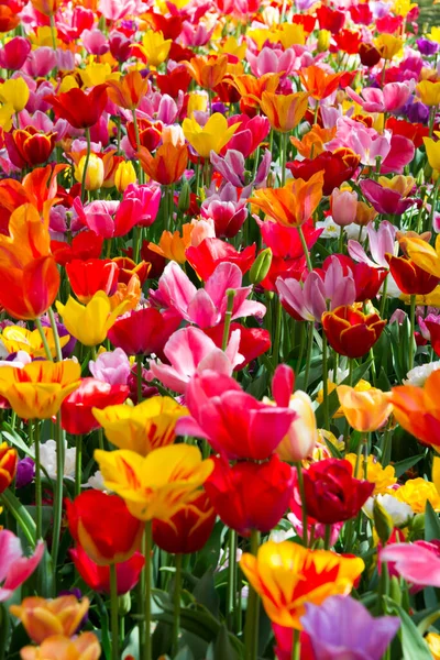 Beautiful Tulips Garden — Stock Photo, Image