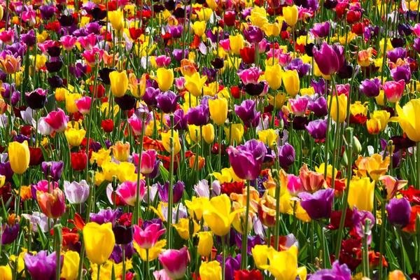 Piękne Tulipany Kwiaty Ogrodzie — Zdjęcie stockowe