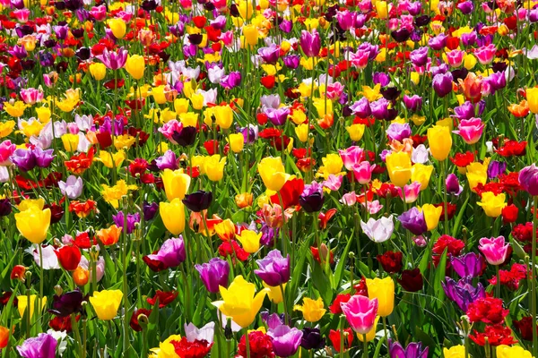 Beautiful Tulips Garden — Stock Photo, Image