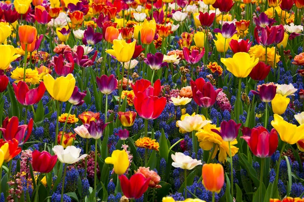 Gyönyörű Tulipán Virágok Kertben — Stock Fotó