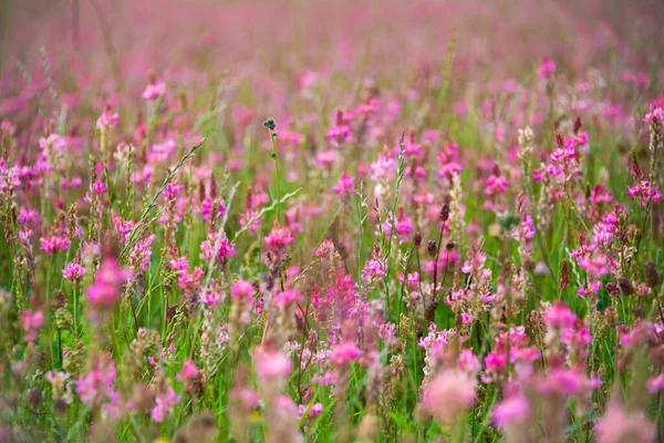 Feld Von Wildblumen Sommer — Stockfoto