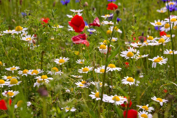 Feld Von Wildblumen Sommer — Stockfoto