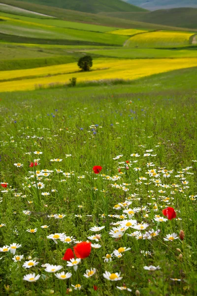 Fältet Vilda Blommor Sommaren — Stockfoto