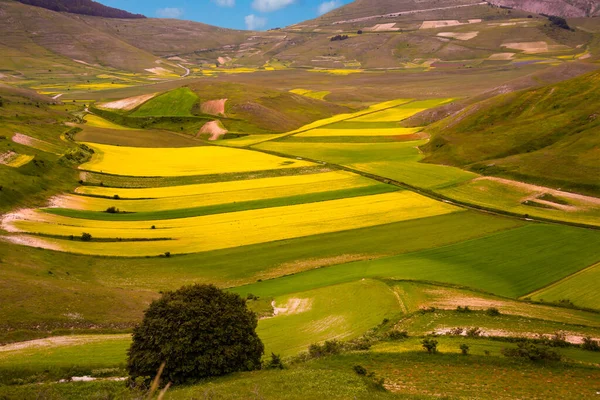 Landwirtschaftliches Tal Mit Gestreiften Feldern Sommer — Stockfoto