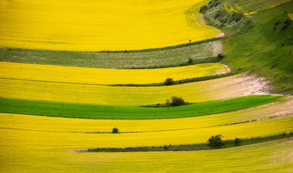 Beautiful Landscape Green Meadows —  Fotos de Stock