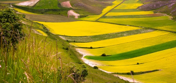 Сельскохозяйственная Долина Полосатыми Полями Летом — стоковое фото