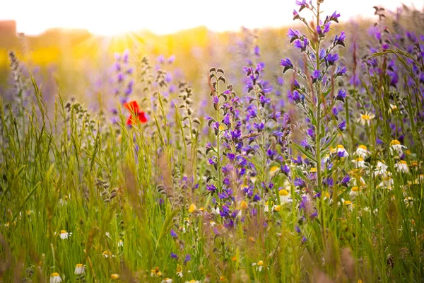 Weiße Wildblumen Sonnenlicht — Stockfoto