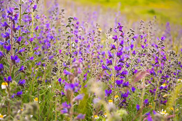 Weiße Wildblumen Sonnenlicht — Stockfoto