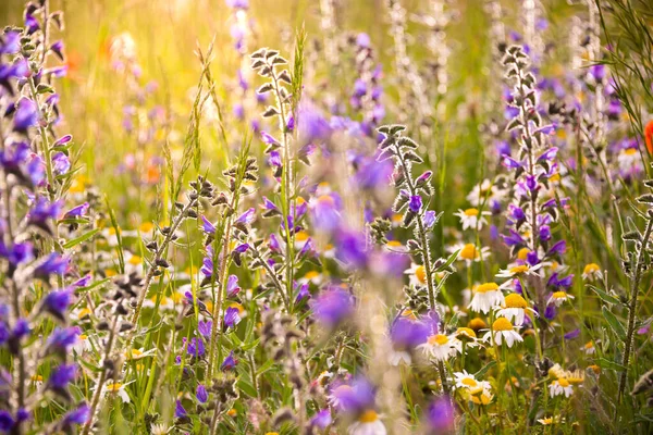 White Wild Flowers Sunlight — Stock Photo, Image