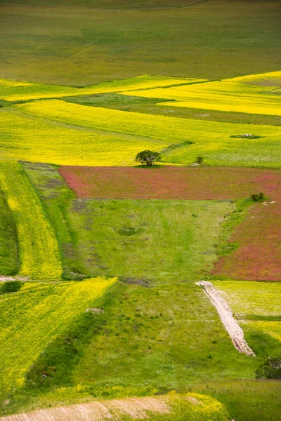 Prachtig Landschap Met Een Veld Van Groen Gras — Stockfoto