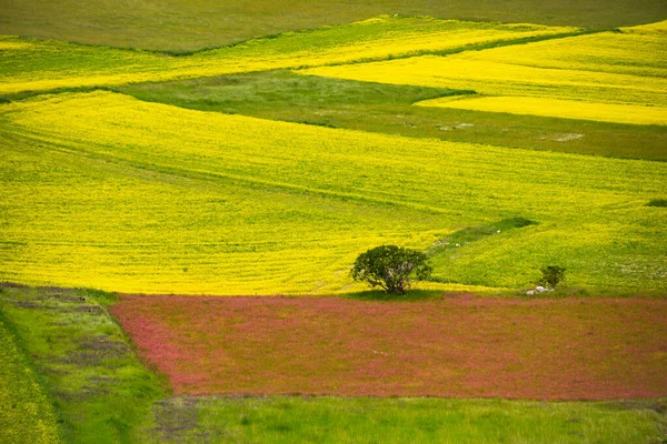 Mezőgazdasági Völgy Művelt Földekkel Nyáron — Stock Fotó