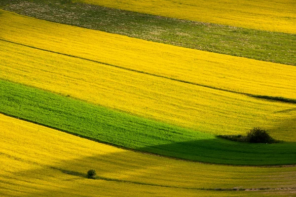 Jordbruksdal Med Randiga Fält Sommaren — Stockfoto