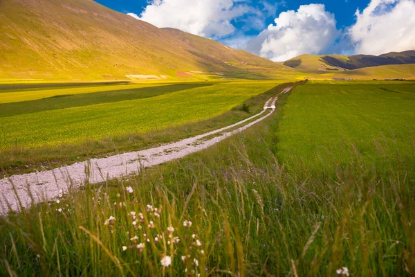 Schöne Landschaft Mit Einem Feld Von Grünem Gras — Stockfoto