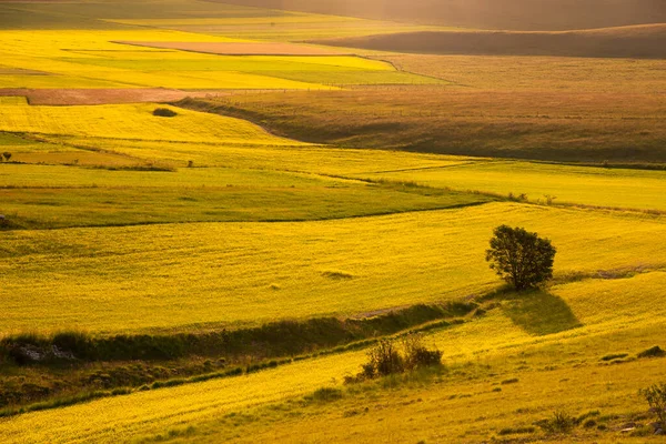 Beautiful Landscape Green Meadows — Stockfoto