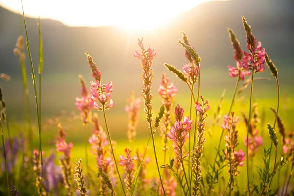 White wild flowers in sunlight