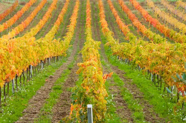 Beautiful Landscape Vineyards Tuscany Italy — Stock Photo, Image