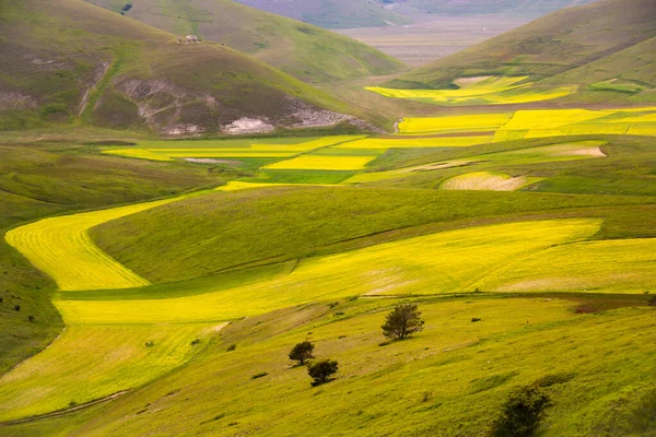 Beautiful Landscape Green Meadows —  Fotos de Stock