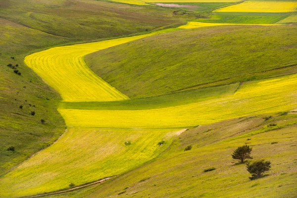 Letecký Pohled Zelená Pole Ráno — Stock fotografie