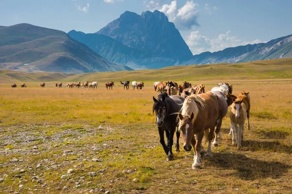 Άλογα Που Περπατούν Μια Κοιλάδα Του Βουνού — Φωτογραφία Αρχείου