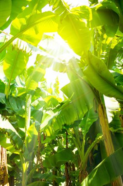 Parlak güneş tarafından aydınlatılmış yemyeşil yapraklı muzlar.