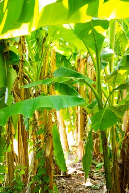 Parlak güneş tarafından aydınlatılmış yemyeşil yapraklı muzlar.