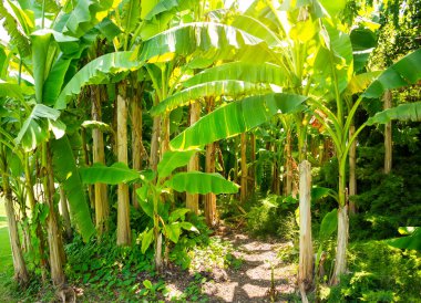 Parlak güneş tarafından aydınlatılmış yemyeşil yapraklı muzlar.