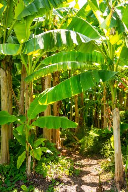 Parlak güneş tarafından aydınlatılmış yemyeşil yapraklı muzlar.