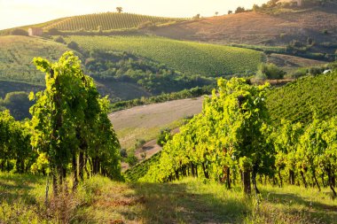 Tepeler, şaraphaneler ve şarap üreten üzüm bağlarına panoramik manzara