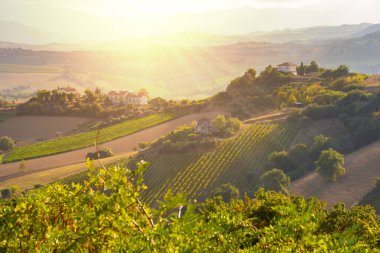 Tepeler, şaraphaneler ve şarap üreten üzüm bağlarına panoramik manzara