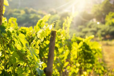 Tepeler, şaraphaneler ve şarap üreten üzüm bağlarına panoramik manzara