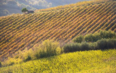 Tepeler, şaraphaneler ve şarap üreten üzüm bağlarına panoramik manzara