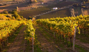 Tepeler, şaraphaneler ve şarap üreten üzüm bağlarına panoramik manzara