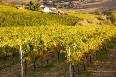 Tepeler, şaraphaneler ve şarap üreten üzüm bağlarına panoramik manzara