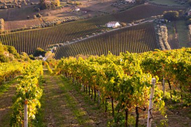 Tepeler, şaraphaneler ve şarap üreten üzüm bağlarına panoramik manzara