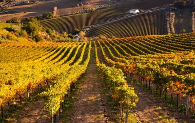 Tepeler, şaraphaneler ve şarap üreten üzüm bağlarına panoramik manzara