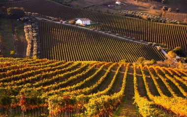 Tepeler, şaraphaneler ve şarap üreten üzüm bağlarına panoramik manzara