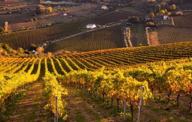 Tepeler, şaraphaneler ve şarap üreten üzüm bağlarına panoramik manzara