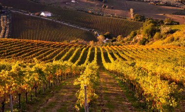 Tepeler, şaraphaneler ve şarap üreten üzüm bağlarına panoramik manzara