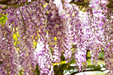 Wisteria ya da glisinia çiçekleri, bahar zamanı muhteşem çiçekleri