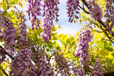 Wisteria ya da glisinia çiçekleri, bahar zamanı muhteşem çiçekleri